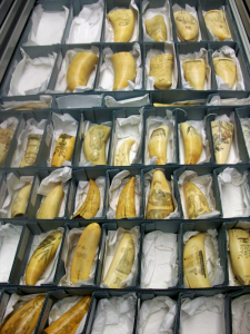 Decorated Sperm Whale Teeth in the Collection of the New Bedford Whaling Museum, New Bedford, MA.