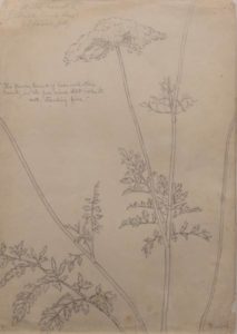 Figure 3. Harriet Joor, Pencil Study of Wild Carrot or Queen Anne’s Lace made at the Ipswich Summer Art School, July 1900. Pencil on paper. Courtesy of the Paul and Lulu Hilliard University Art Museum, University of Louisiana at Lafayette. Gift in loving memory of Eleanor Morgan Mitchell.