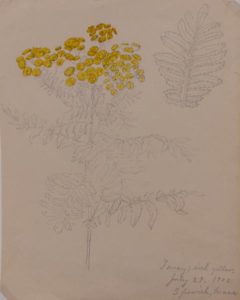 Figure 4. Harriet Joor, Plant Study of Tansy made at the Ipswich Summer Art School, July 29, 1900. Pencil with watercolor on paper. Courtesy of the Paul and Lulu Hilliard University Art Museum, University of Louisiana at Lafayette. Gift in loving memory of Eleanor Morgan Mitchell.