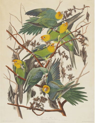 ‘Carolina Parrot (Plate 26)’ by John James Audubon