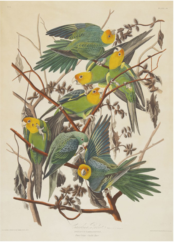 ‘Carolina Parrot (Plate 26)’ by John James Audubon