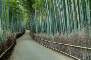 Sagano Bamboo Forest.