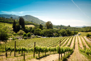 Sonoma.